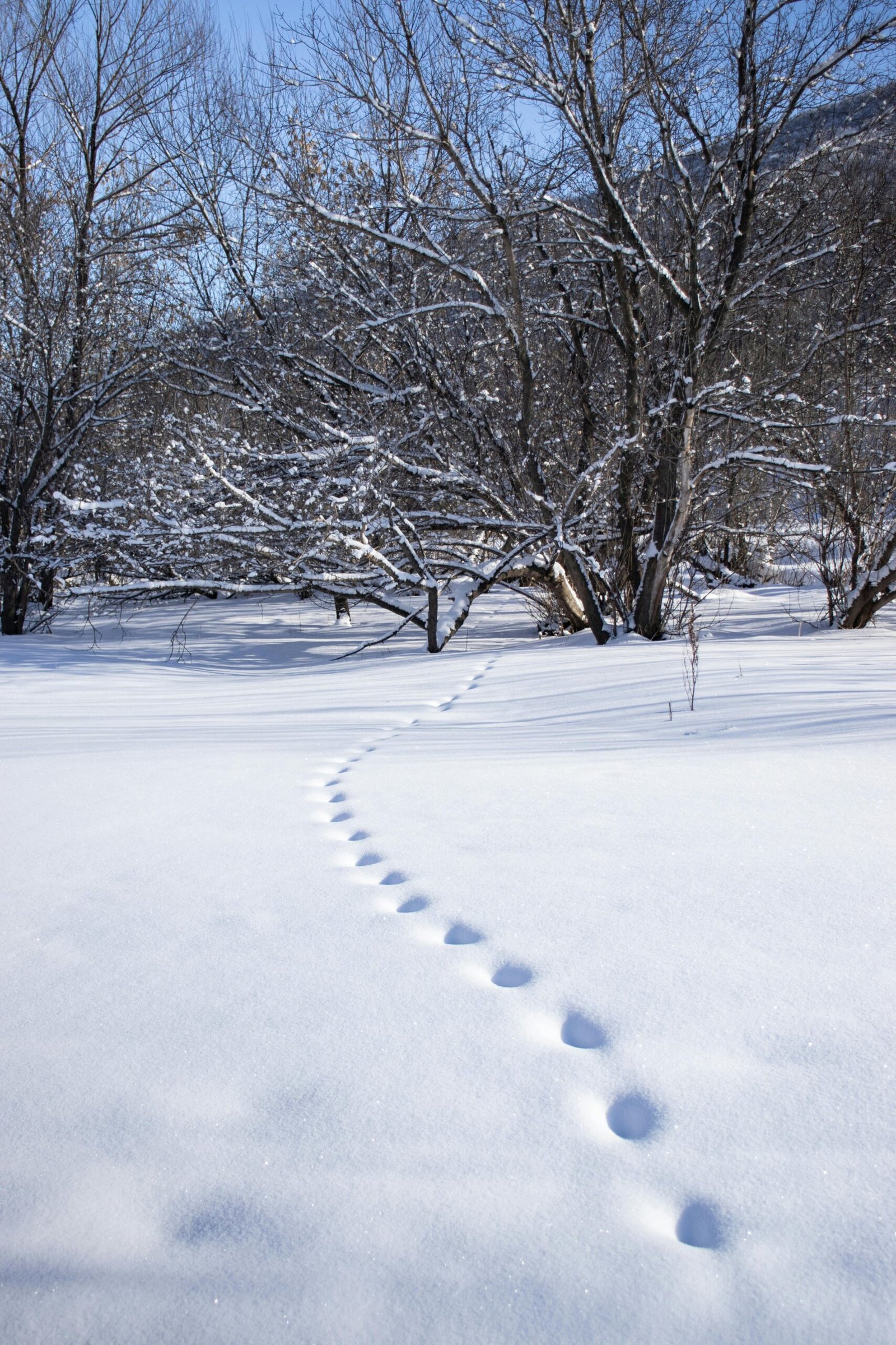 MGC Chapter Fifty-Three